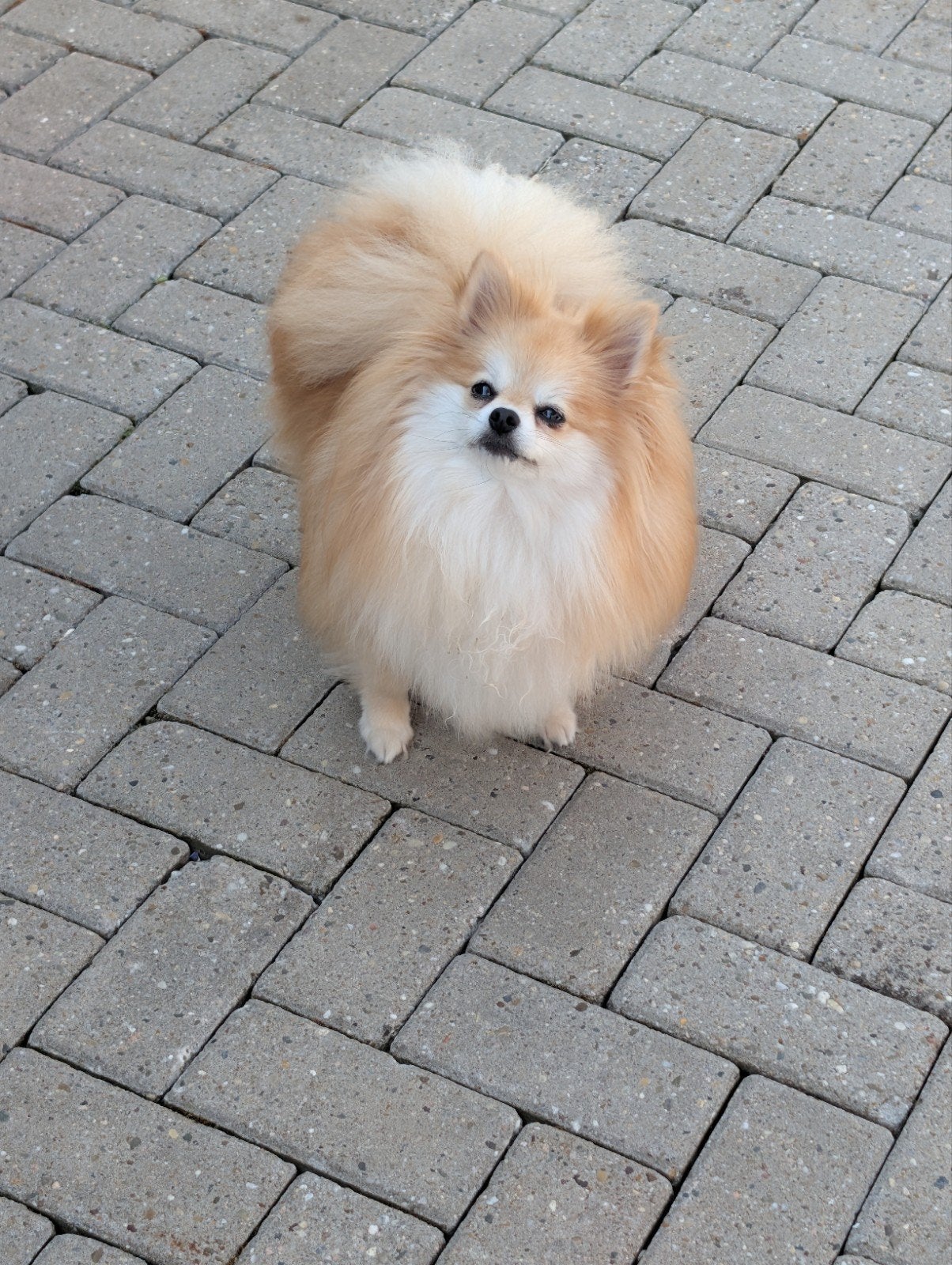 Mooie pomeriaan teefje, Overige rassen, 1 tot 2 jaar, Teef, Eén hond