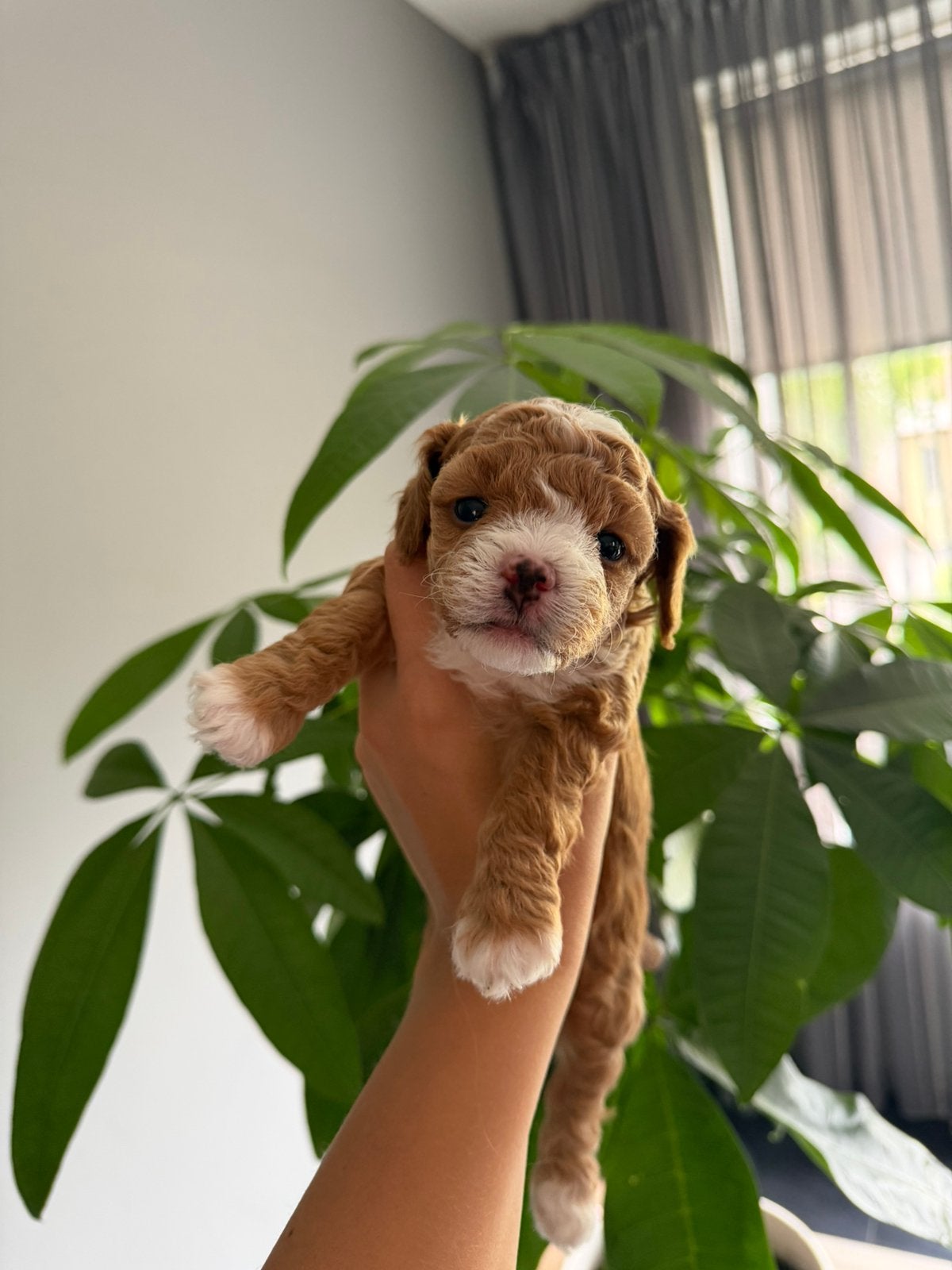 Maltipoo pups, Poedel, Parvo, 8 tot 15 weken, Teef