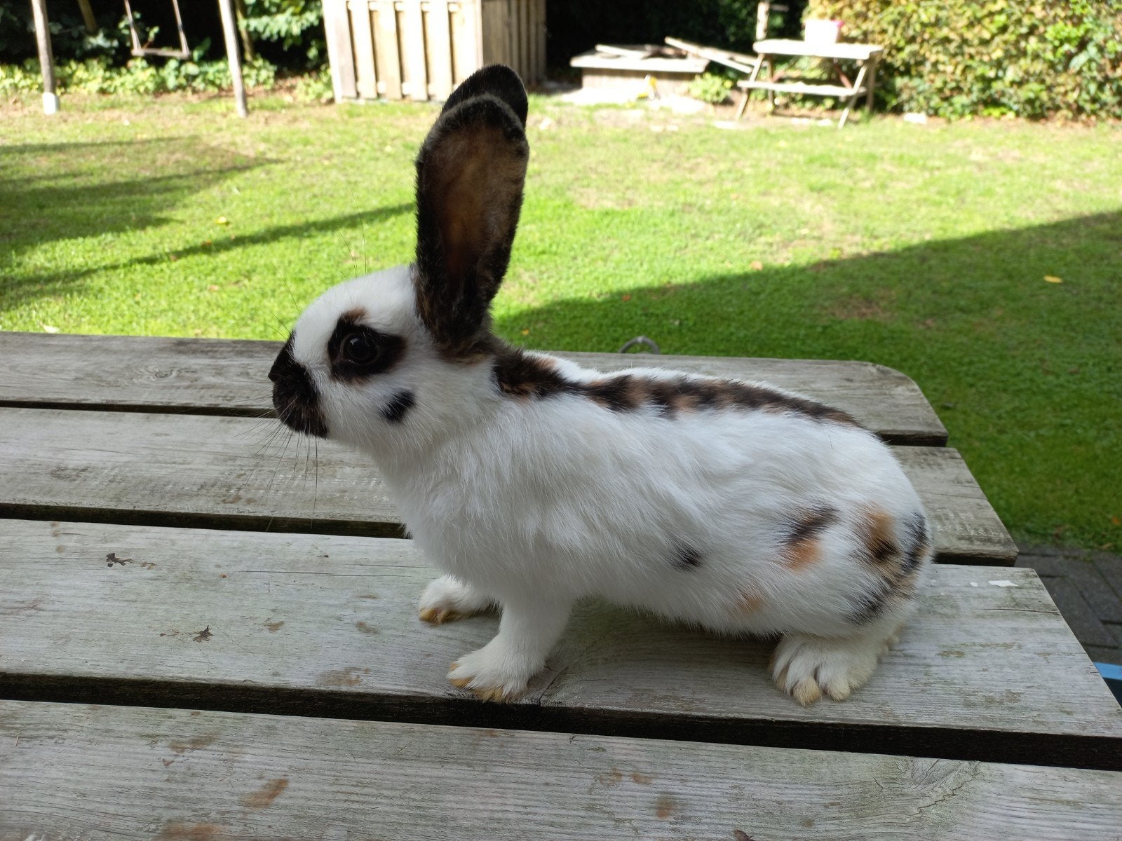 3 jonge Rijnlander voedsters te koop, Dieren en Toebehoren, Vrouwelijk, Middelgroot, 0 tot 2 jaar