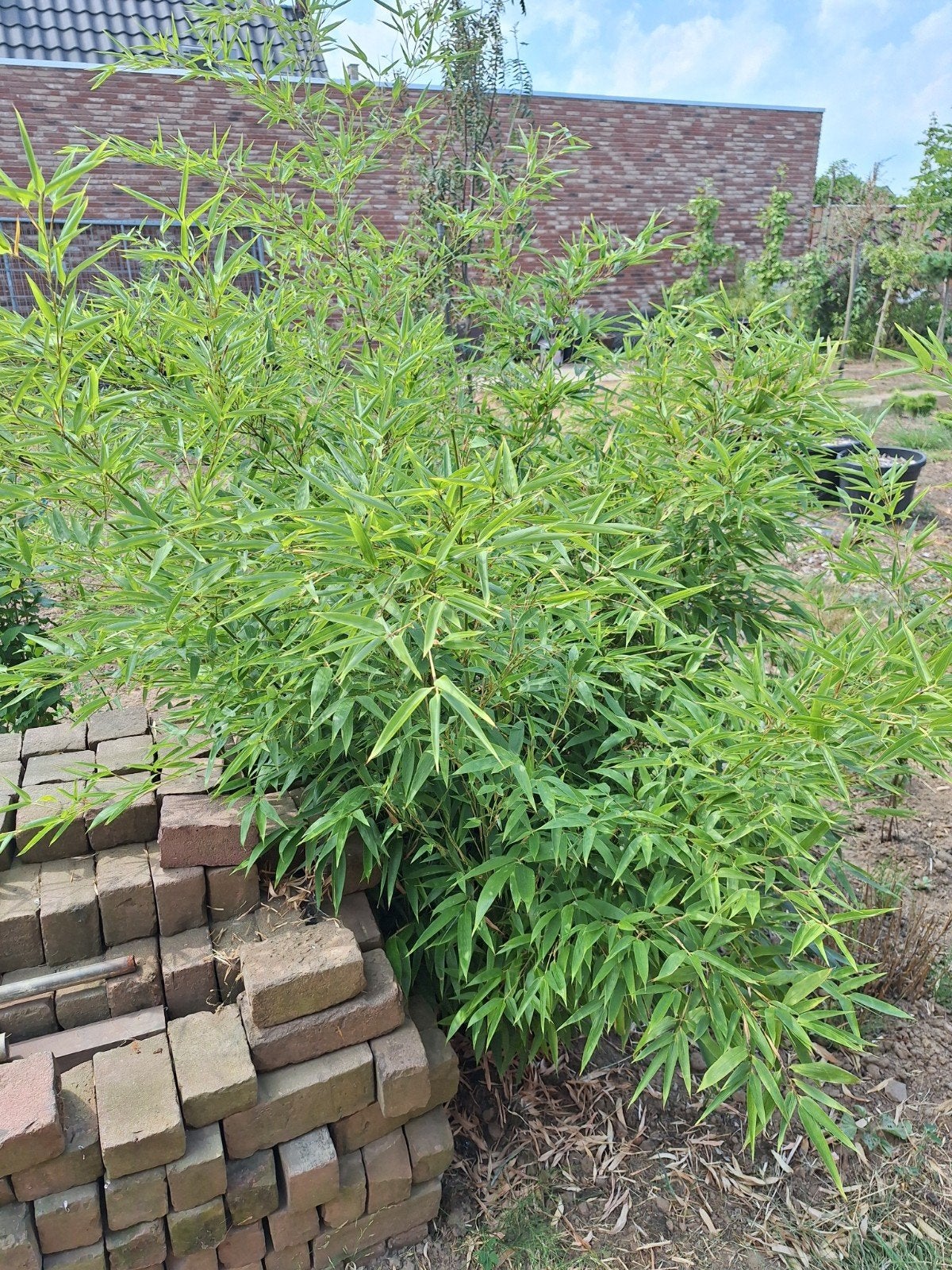 Phyllostachus nigra  zwarte bamboe., Ophalen, Bamboe