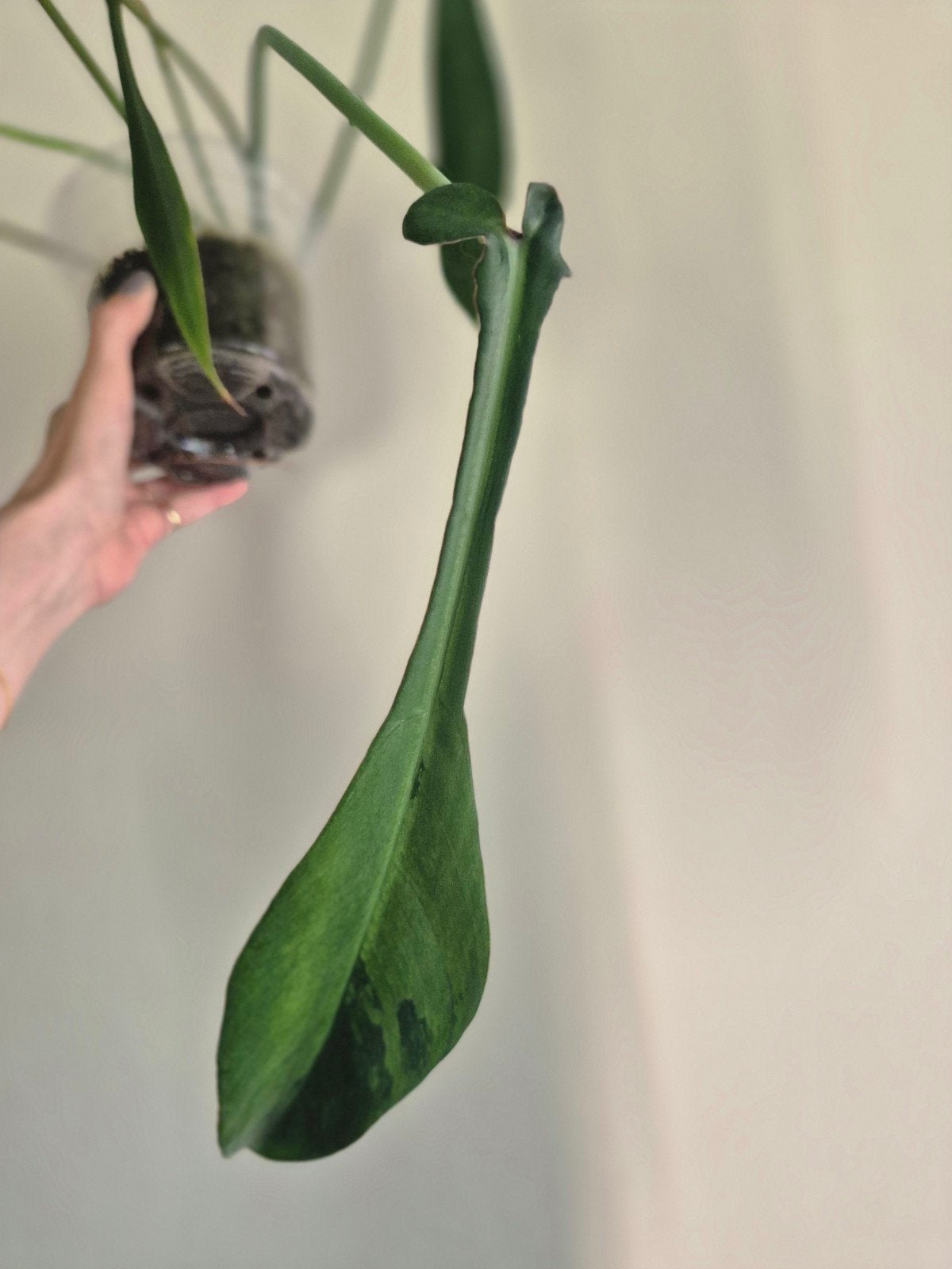 Philodendron Joepii Variegata, Huis en Inrichting, Kamerplanten, Overige soorten, In pot, Minder dan 100 cm, Groene kamerplant