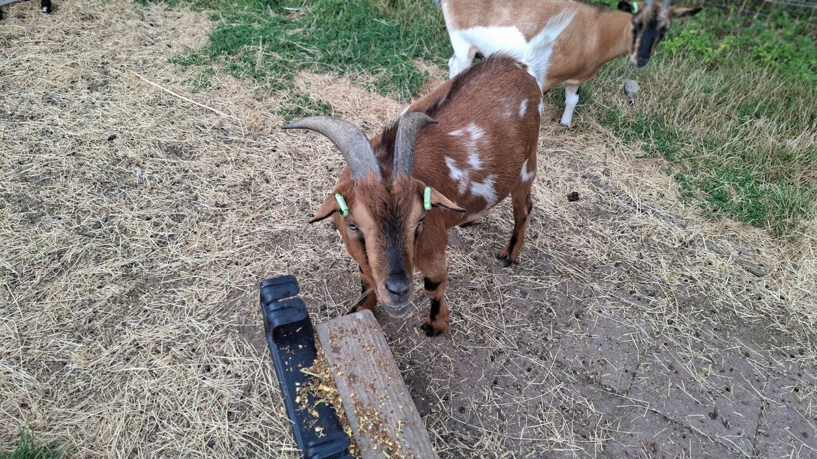 Te Koop, Dieren en Toebehoren, Mannelijk, Geit, 3 tot 5 jaar