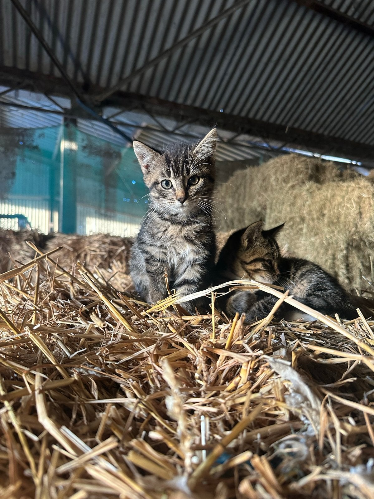 Huisje gezocht voor deze lieve katjes!!, Dieren en Toebehoren, Meerdere dieren, Kortharig, 0 tot 2 jaar