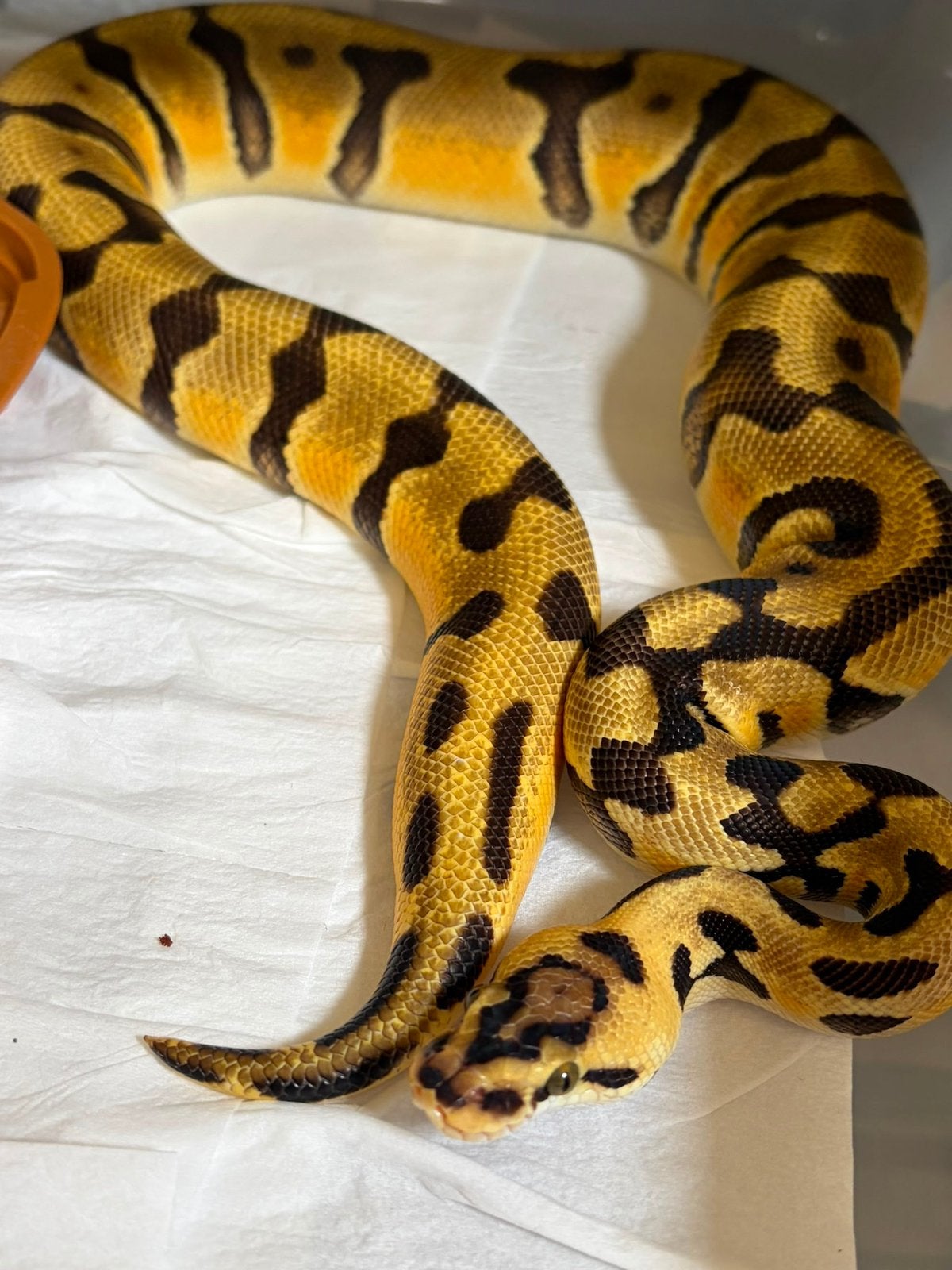 Python regius. Ballpython. Koningspython.