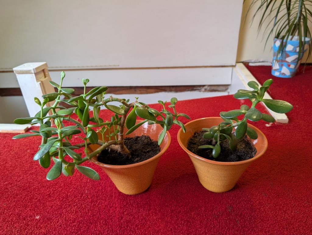 Jade planten set, Ophalen, Halfschaduw, Minder dan 100 cm