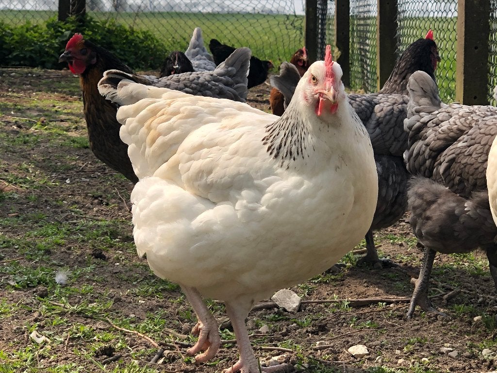 Sussex rustige robuuste kippen Wit-blauwcolumbia kleurslag, Dieren en Toebehoren, Pluimvee, Vrouwelijk, Kip