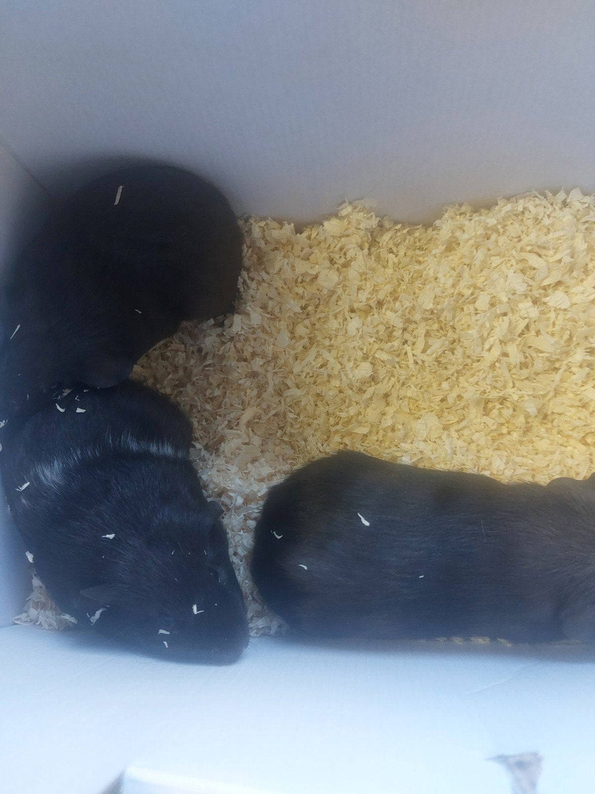 drie jonge cavia's zwart met witte vlekken, Dieren en Toebehoren, Cavia, Meerdere dieren, Tam, September