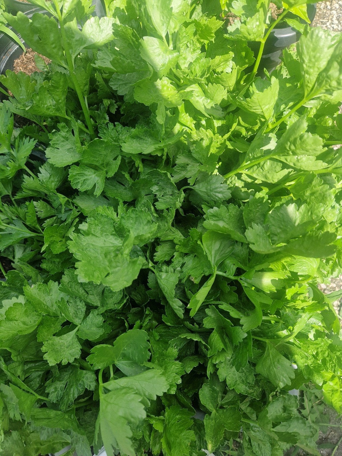 selderij plant, Ophalen
