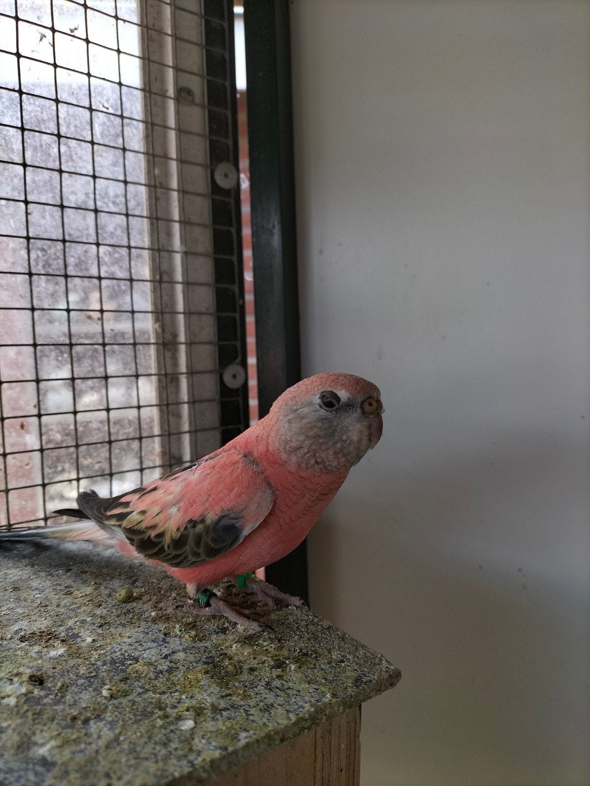 Bourk parkieten, Meerdere dieren