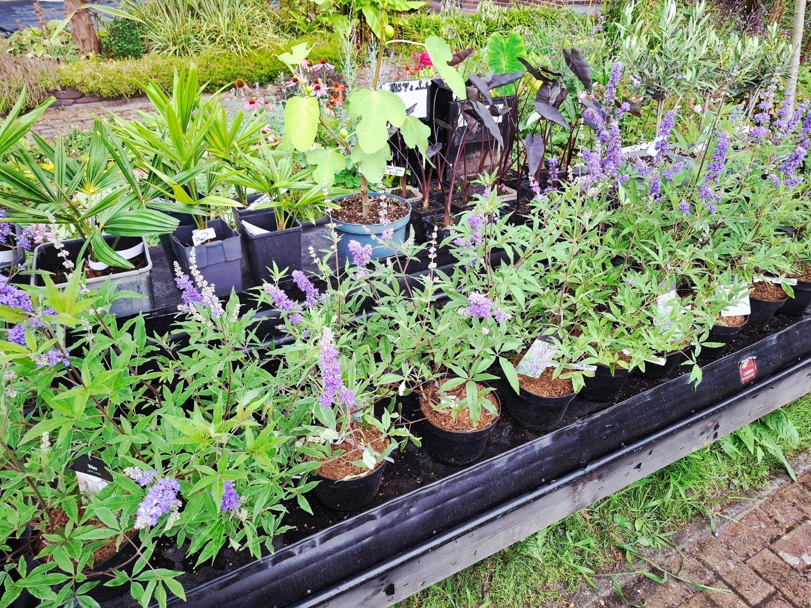 vitex,eucalyptus,ficus, colocasia en meer, Zomer, Palmboom, Ophalen, Volle zon
