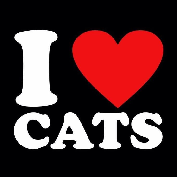 GEZOCHT: kattenvriend(innet)je op leeftijd, Dieren en Toebehoren, Katten en Kittens | Overige Katten, Geslacht onbekend, Kortharig