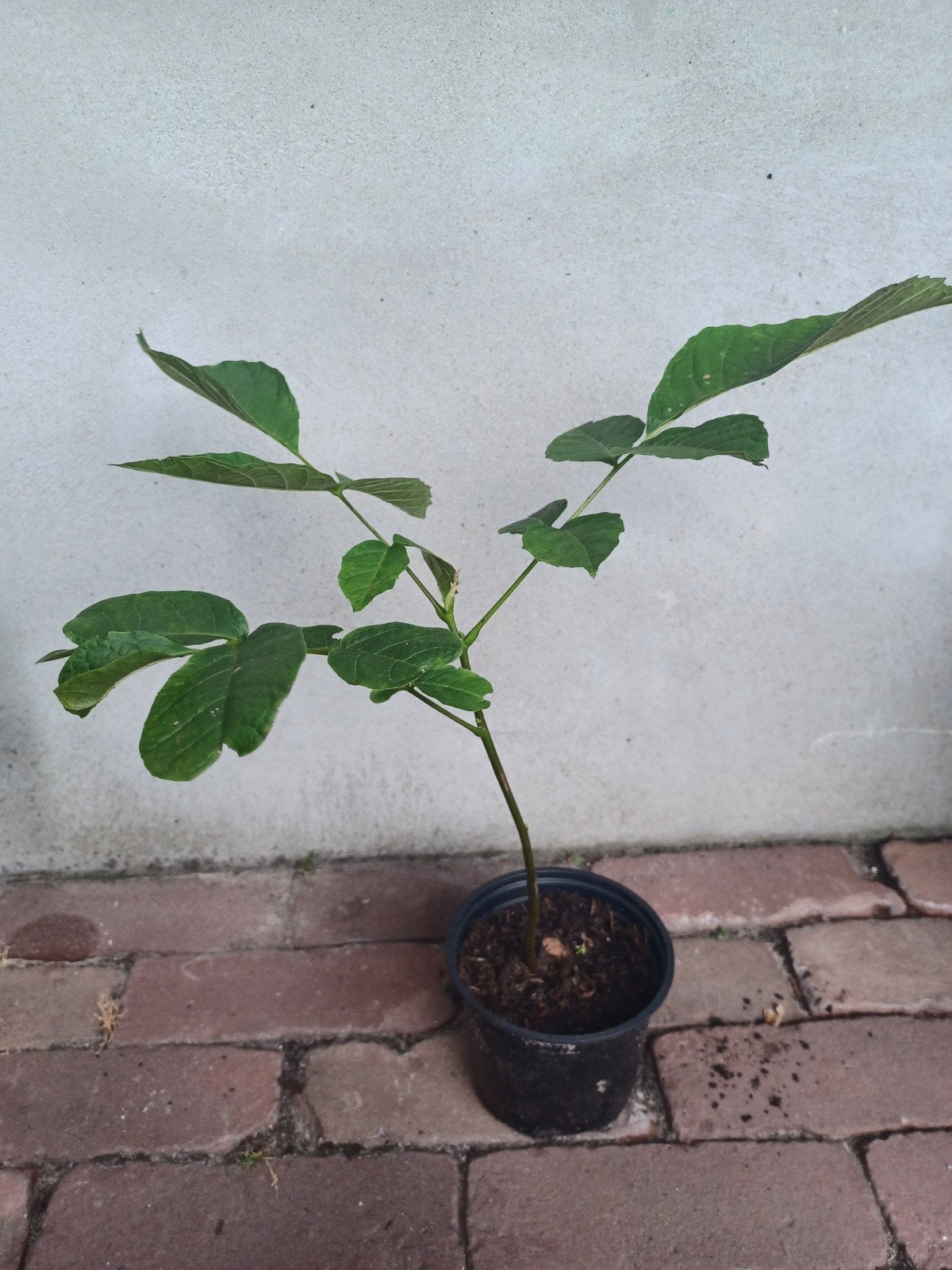 Juglans regia, Walnotenboompje, Ophalen, Minder dan 100 cm, In pot, Overige soorten
