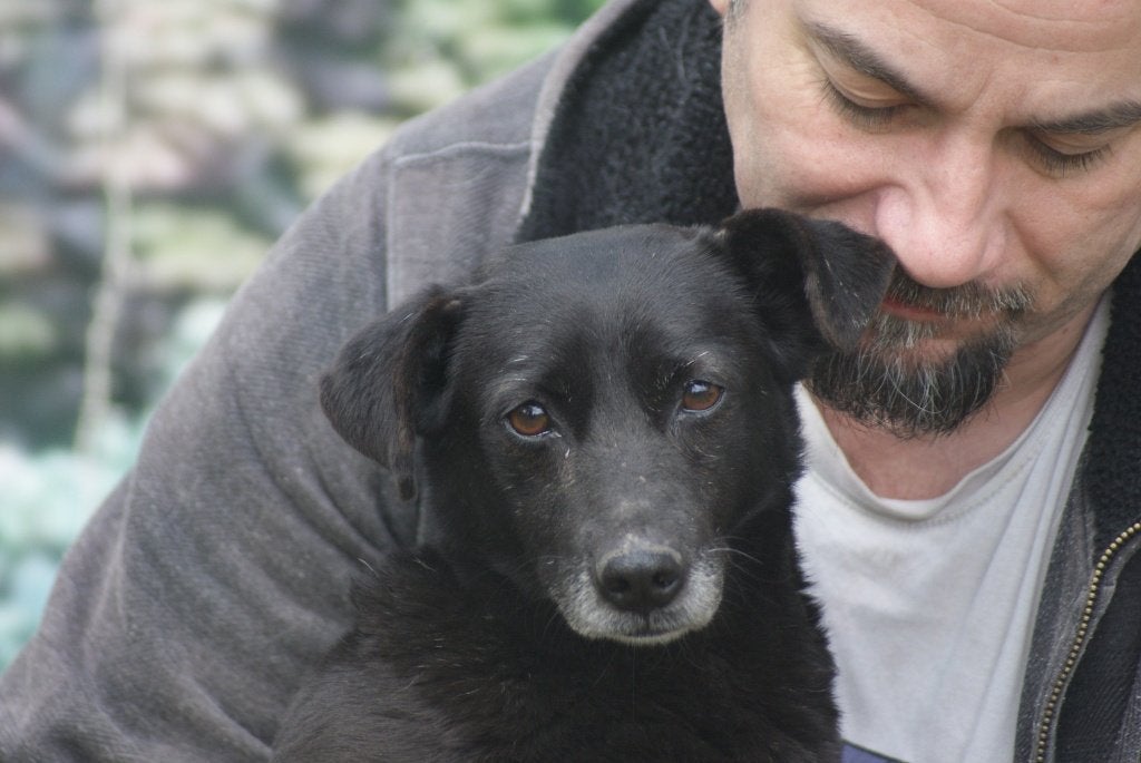 Electra lief klein teefje, Dieren en Toebehoren, Honden | Niet-rashonden, 6 jaar of ouder, Particulier, Buitenland, Teef