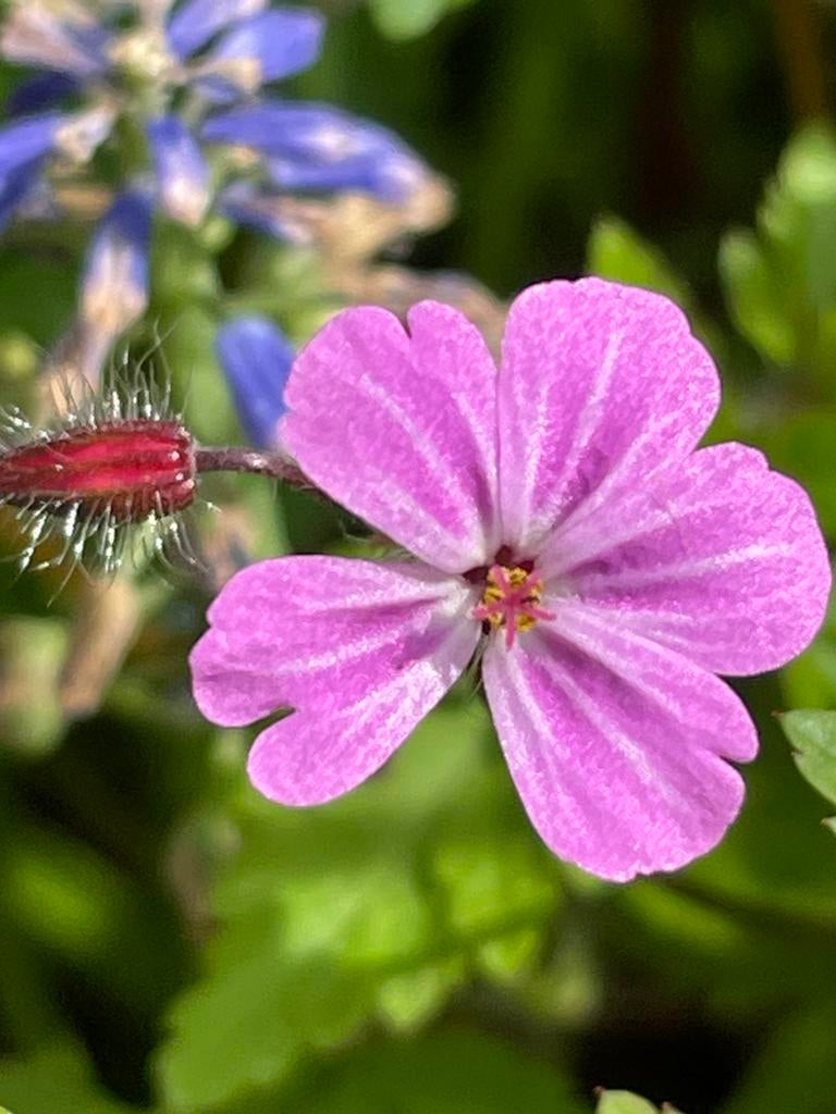 Inheemse planten en tuinplanten. Gifvrij & duurzaam gekweekt, Ophalen, Overige soorten, Volle zon