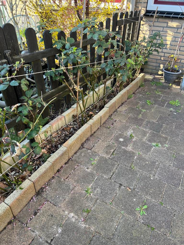 Bramenstruik in volle bloei - Zwarte bramen, Ophalen, Volle zon, Vaste plant, Zomer