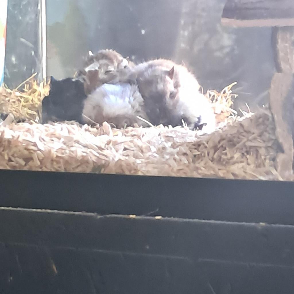 Gerbils te koop in allerlei kleuren, Amfibie, 0 tot 2 jaar