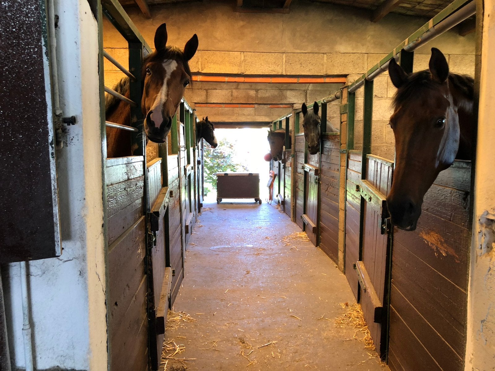 Box te huur, Dieren en Toebehoren, Weidegang