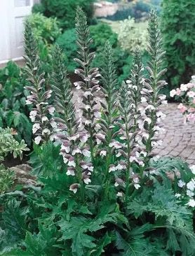 Acanthus mollis, Tuin en Terras, Ophalen, Minder dan 100 cm, Overige soorten, Zomer