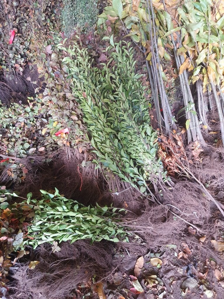 ALLE SOORTEN bos haagplantsoen leverbaar WORTELGOED € 0,50, Overige soorten, Volle zon, Vaste plant, Verzenden