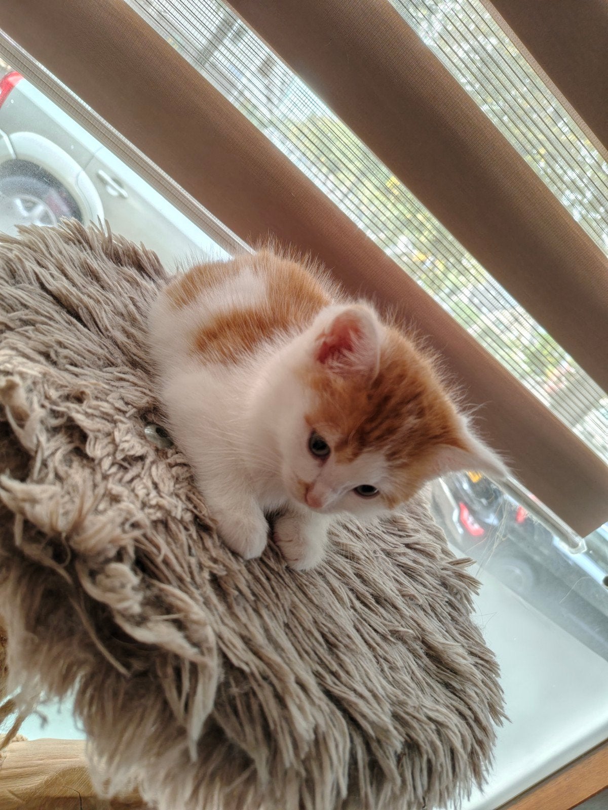 4 prachtige en speelse kittens zoeken een liefdevol thuis, Dieren en Toebehoren, Meerdere dieren