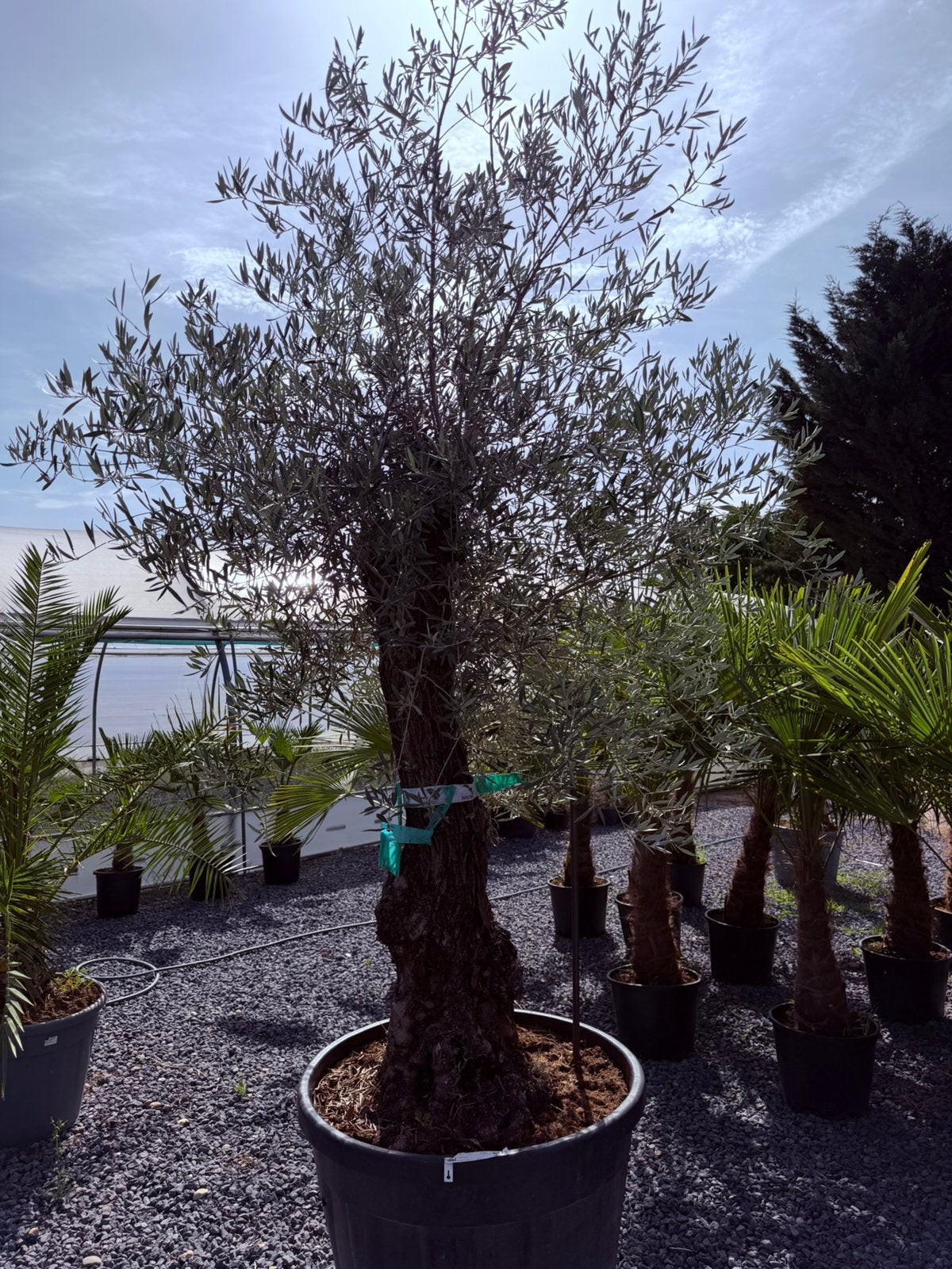 Olijfbomen, Lente, 100 tot 250 cm, Olijfboom, Ophalen
