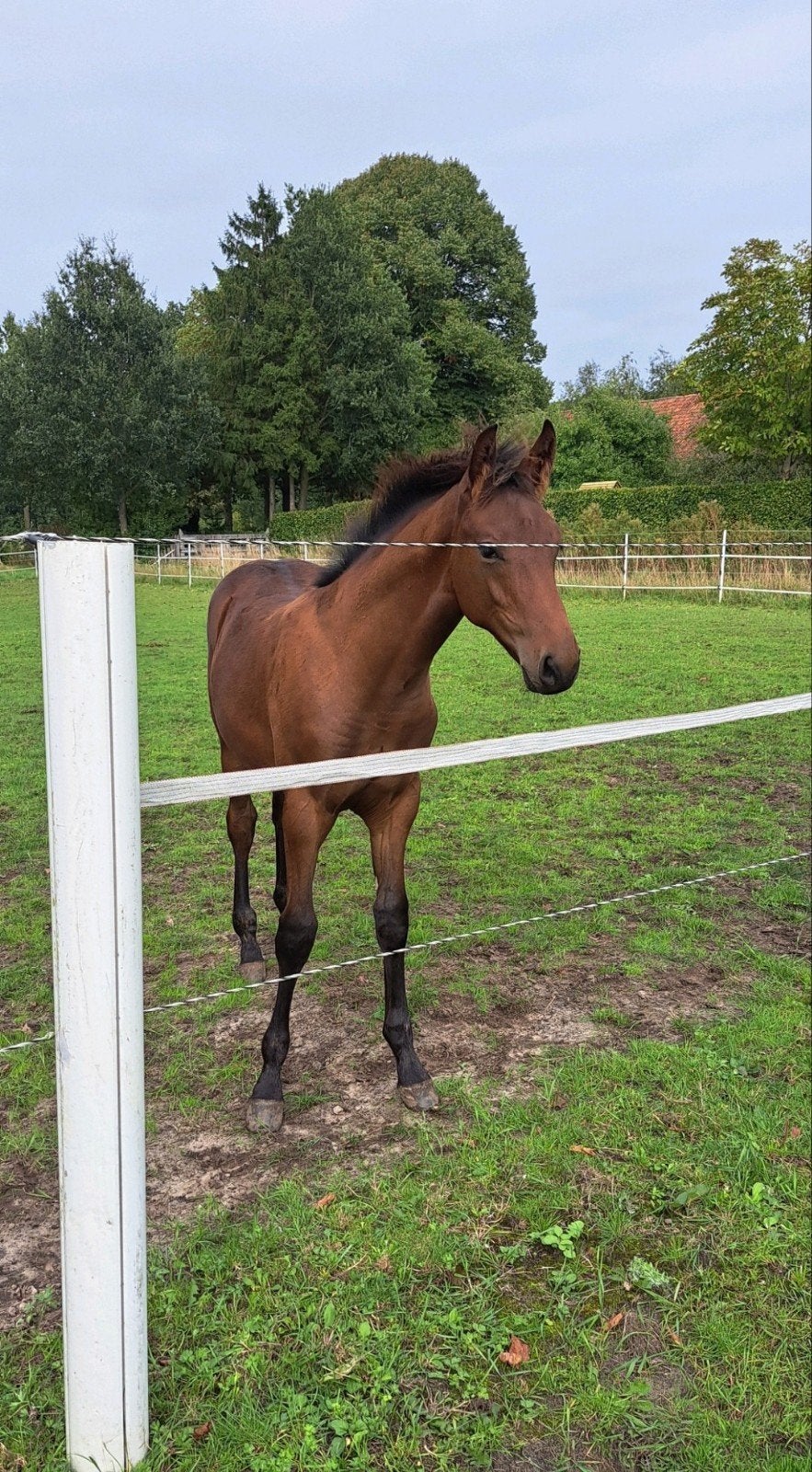 Hengstenveulen springgefokt Portorico Vdl, Springpaard, Minder dan 160 cm, Met stamboom, Niet van toepassing