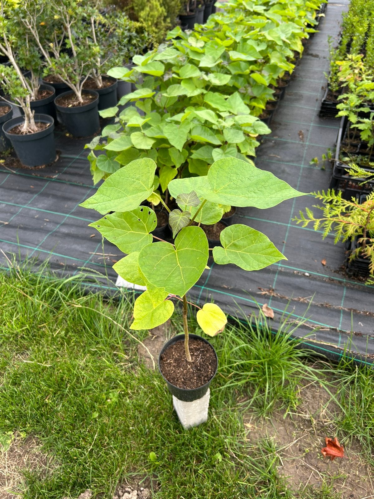 Catalpa, Catalpa boompjes, Trompetboom, Bignoniaceae., Tuin en Terras, Minder dan 100 cm, Zomer, Ophalen, Volle zon