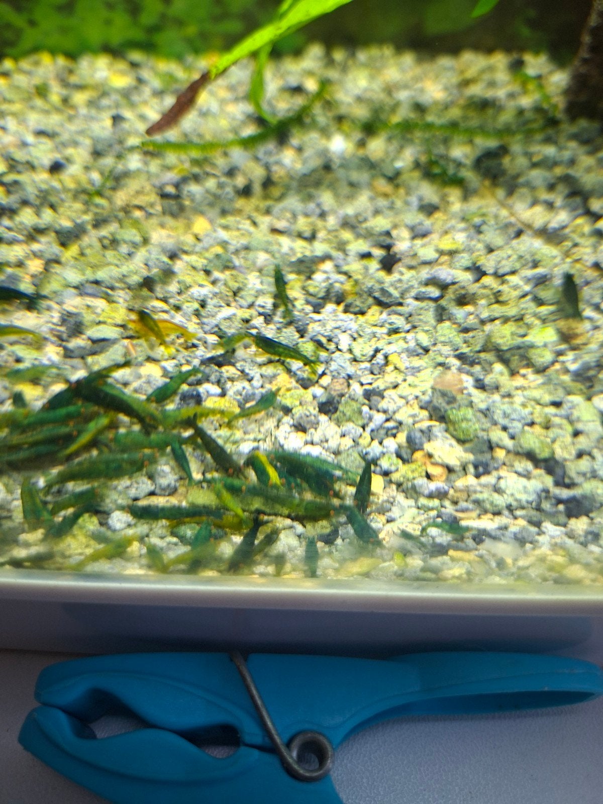 Uitgeselecteerde green jade oranje ogen,, Tuin en Terras, Vijvers, Ophalen
