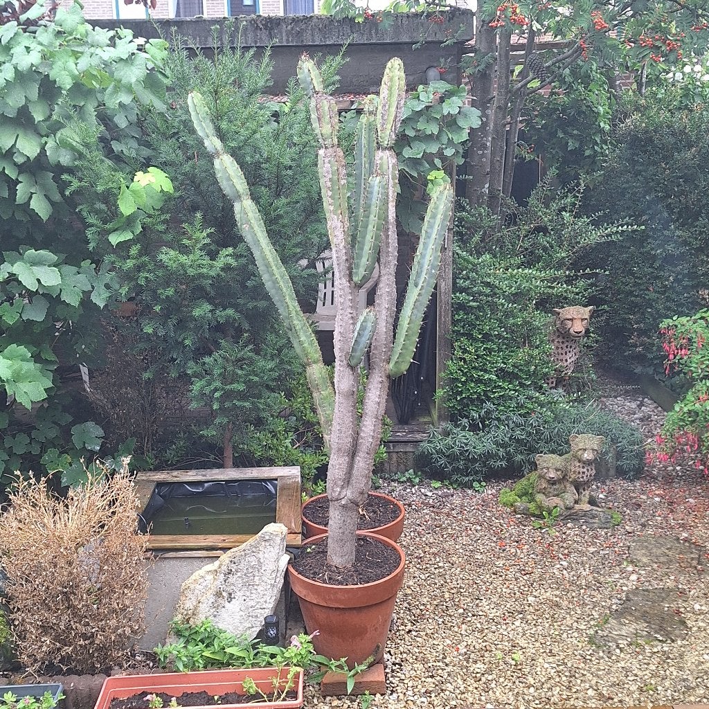 Cactussen, Cactus, Planten, Huis en Inrichting, Ophalen, Halfschaduw, 150 tot 200 cm, Groene kamerplant