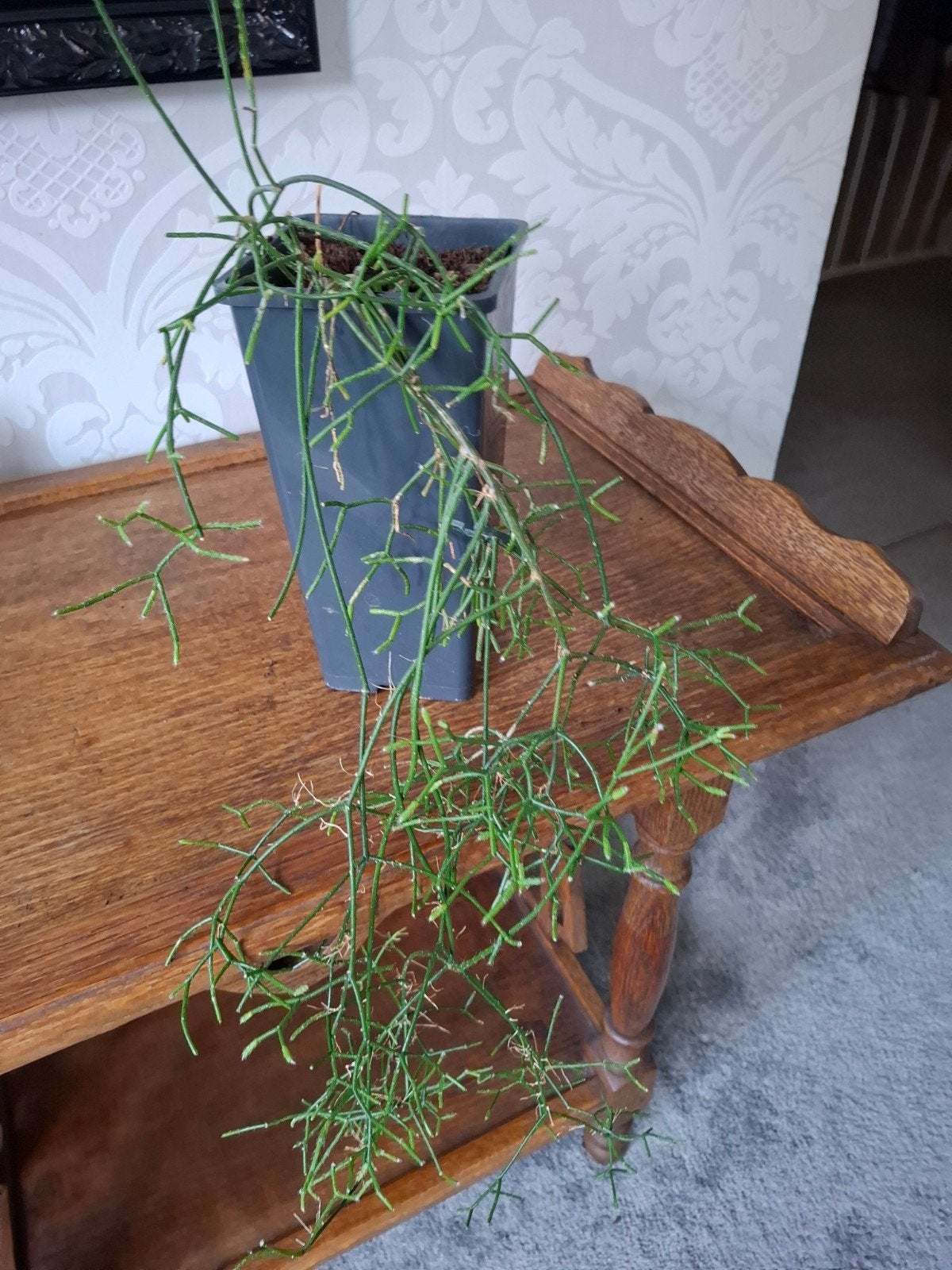Rhipsalis Cassutha (Koraalcactus) in pot, Ophalen, In pot, Halfschaduw, Minder dan 100 cm
