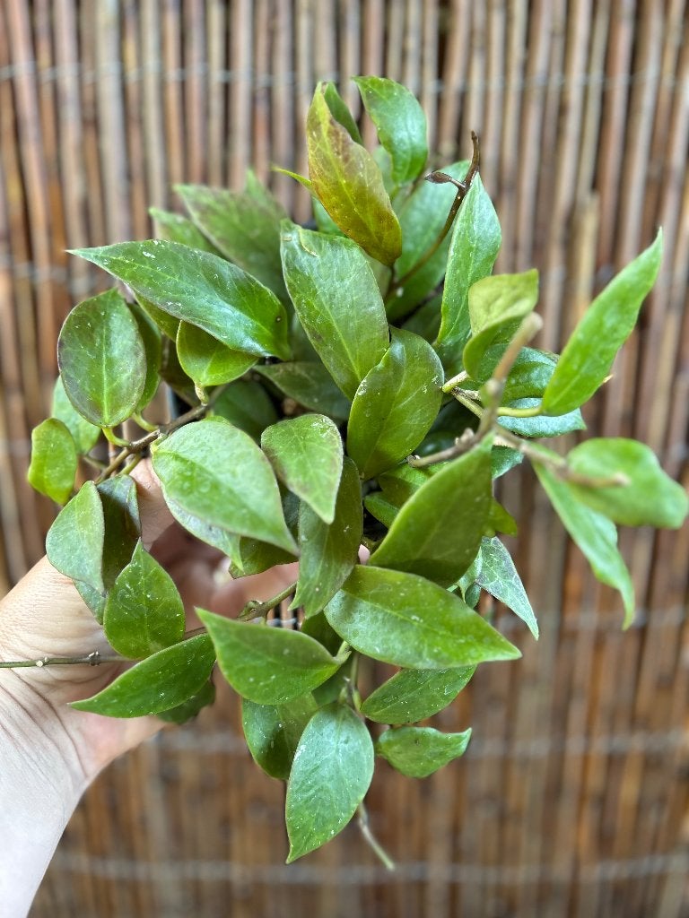Hoya Sunrise 🪴, In pot, Minder dan 100 cm, Bloeiende kamerplant, Halfschaduw