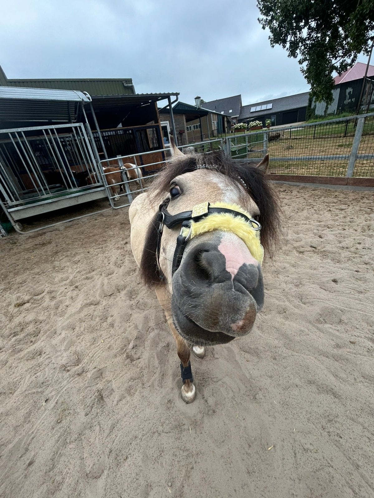 Verzorgpony aangeboden! (16+ anders met ervaren ouder), Dieren en Toebehoren, Paarden en Pony's | Verzorgingsproducten, Ophalen