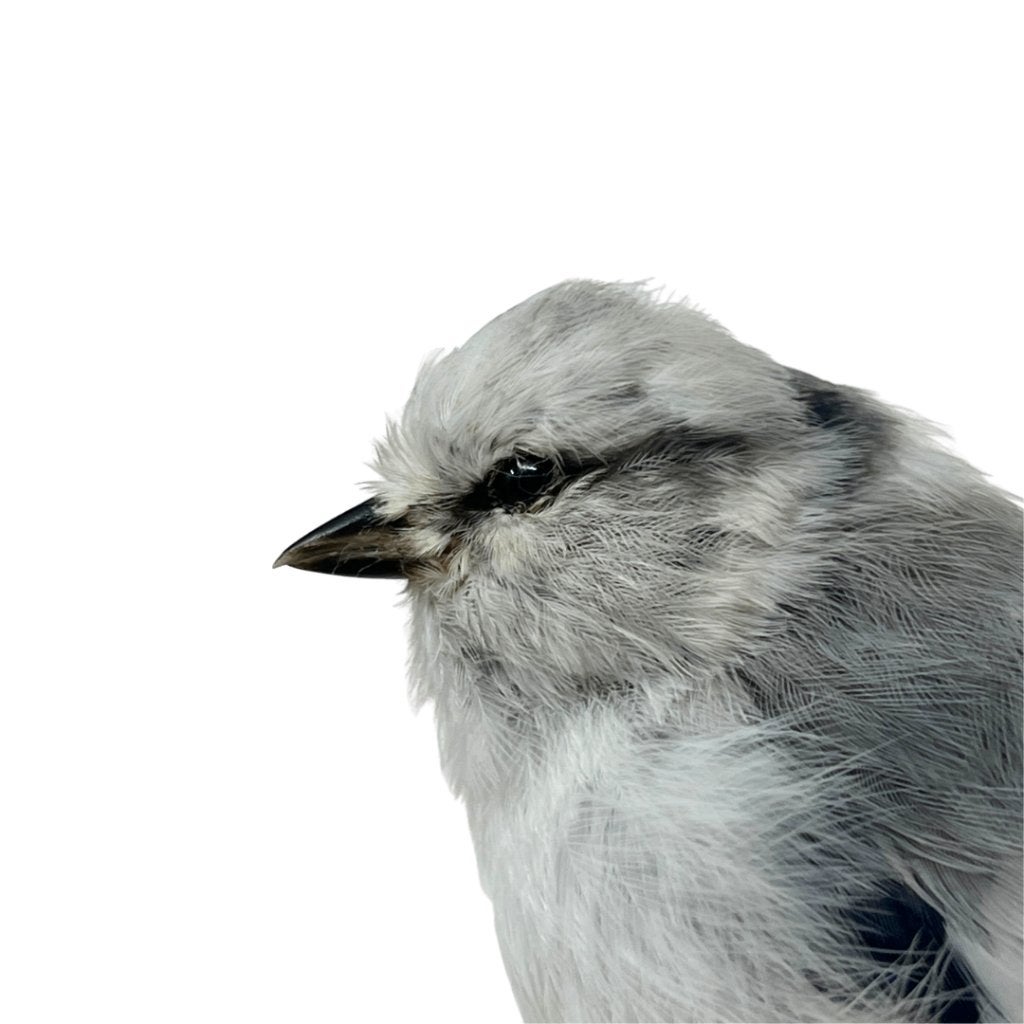 Opgezette azuurmees, Ophalen of Verzenden, Nieuw, Vogel, Opgezet dier