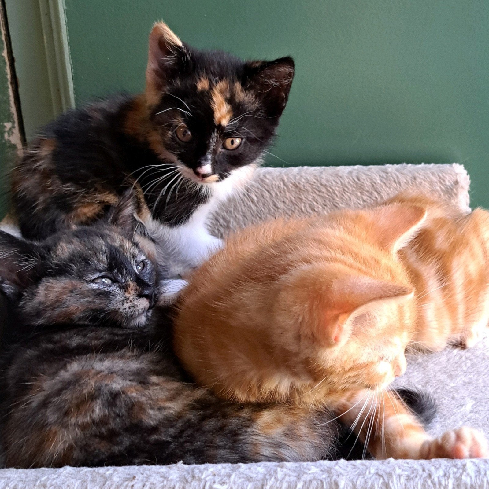 Kittens te koop, Dieren en Toebehoren, Katten en Kittens | Overige Katten, Meerdere dieren
