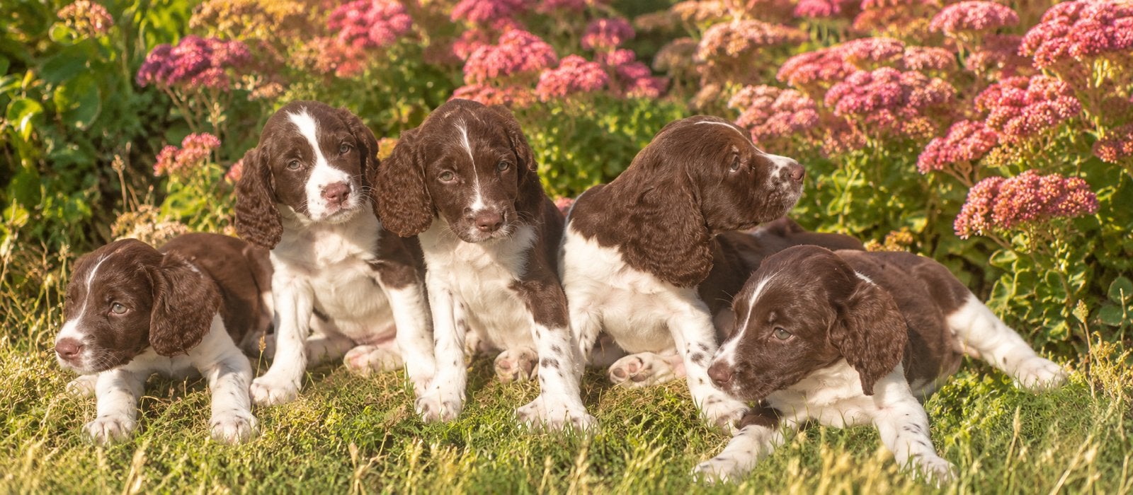 Prachtige speelse HEIDEWACHTEL pups, Nederland, Overige rassen, CDV (hondenziekte), 8 tot 15 weken