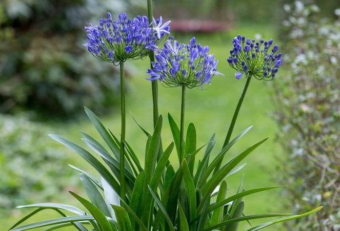Afrikaanse lelie (agapanthus) blauw, Vaste plant, Halfschaduw, Zomer, Ophalen