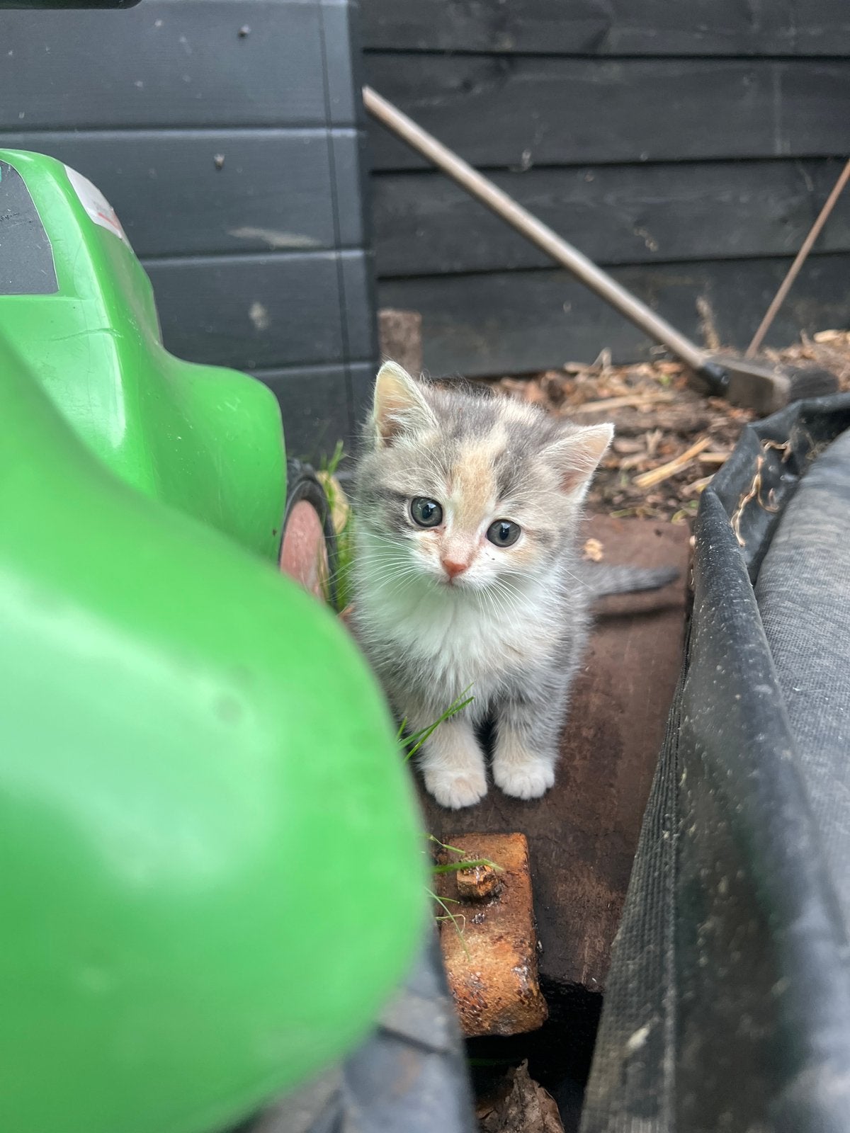 Noorse boskat kruising kittens, Meerdere dieren, 0 tot 2 jaar