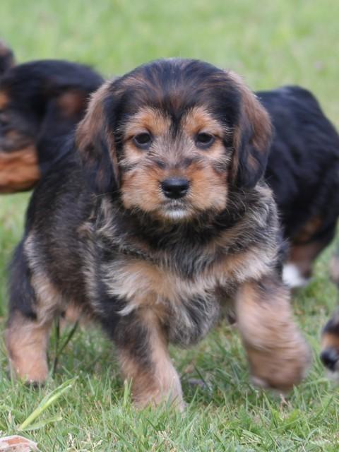 Poogle pups, teefje, Nederland, Parvo, Overige rassen, 8 tot 15 weken