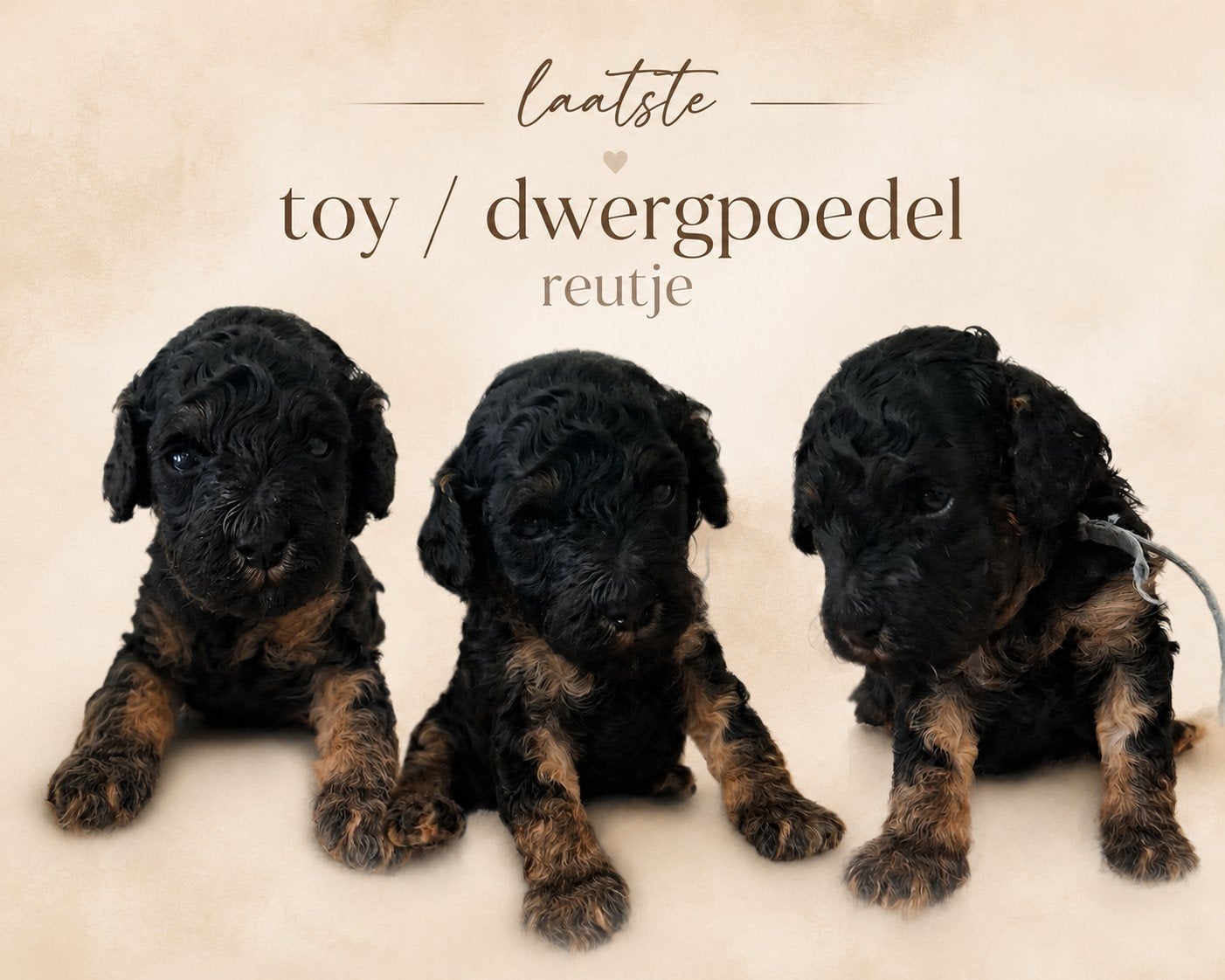 🩷💙 LAATSTE - Toy / dwerg poedel pup STAMBOOM 🩷💙, Poedel, Parvo, 8 tot 15 weken, Meerdere
