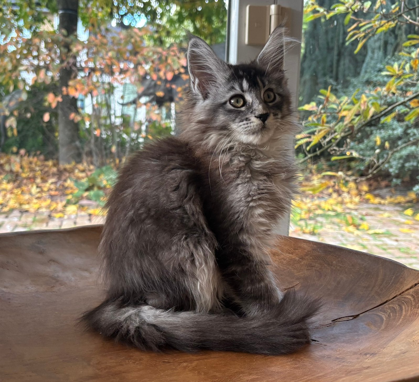 XXL Maine Coon Kittens beschikbaar €1450 met stamboom, Dieren en Toebehoren, Meerdere dieren, Met stamboom