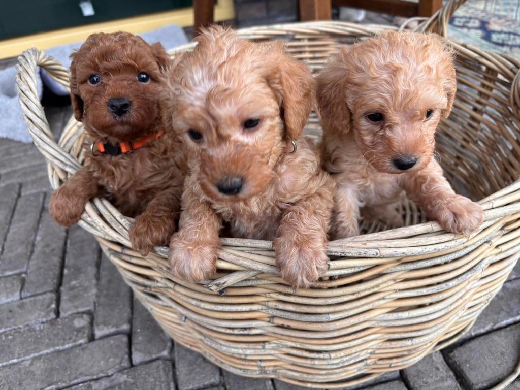 Toy/ Dwerg poedel  puppy’s teefjesdonker en licht bruin, Poedel, 8 tot 15 weken, Teef, Parvo