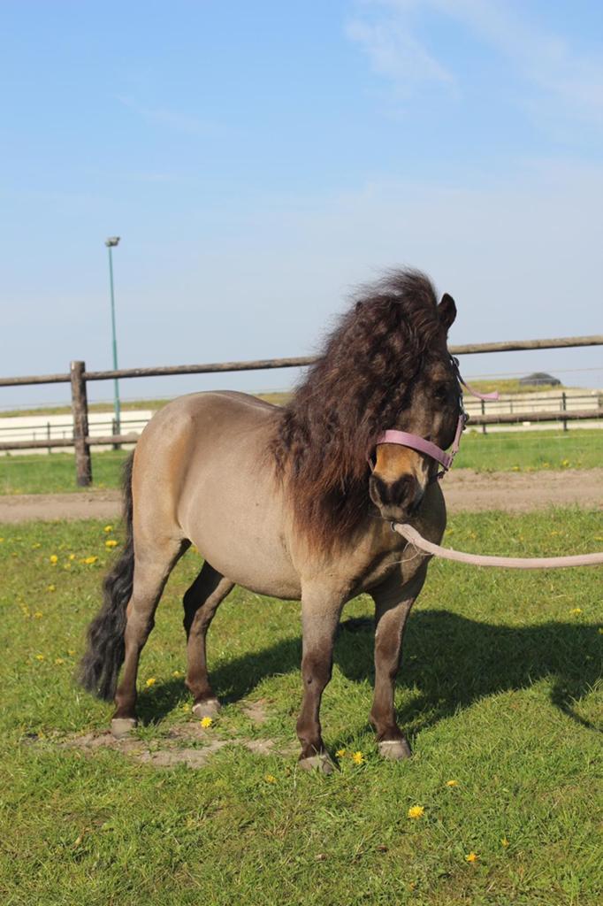 Scheren paarden en pony's, Ophalen