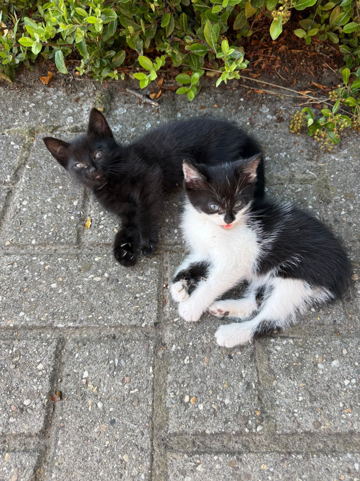 Kittens te koop, Meerdere dieren, 0 tot 2 jaar