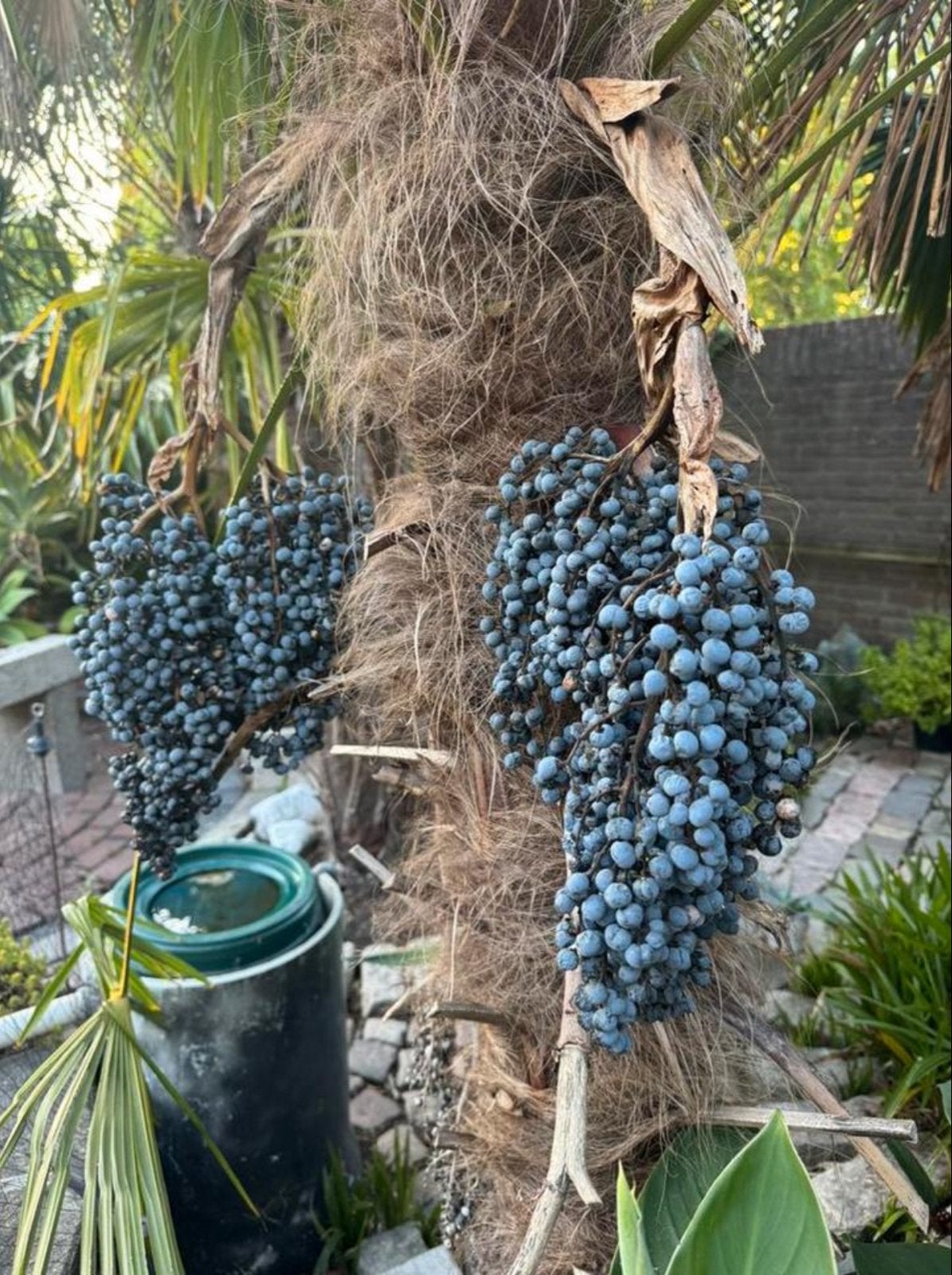 Trachycarpus Wagnerianus Zaden - Winterharde Palmboom, Ophalen, Gehele jaar, Volle zon, Zaad
