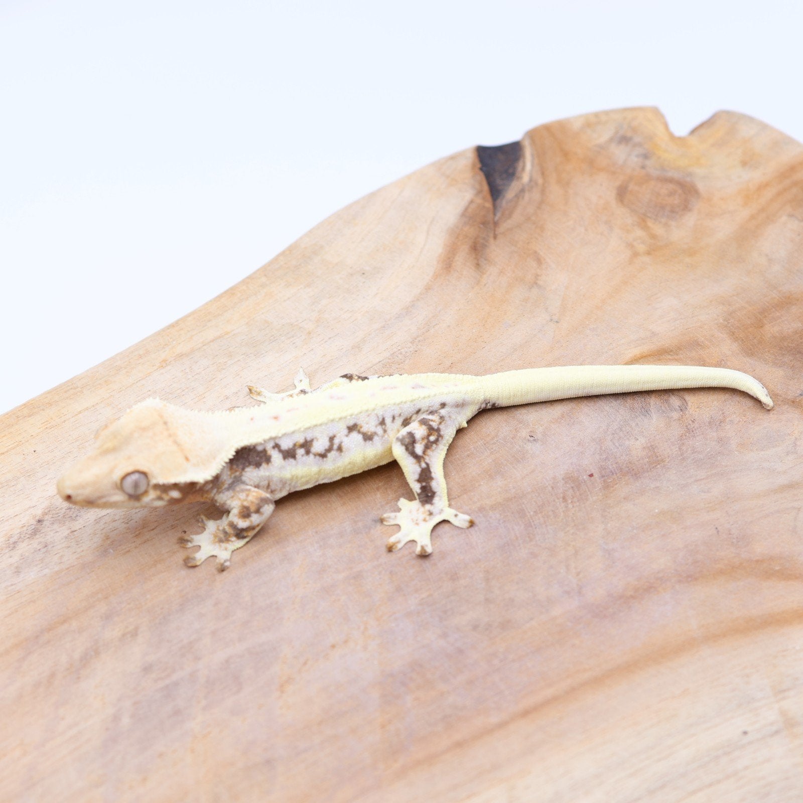 Correlophus ciliatus wimpergekko JOKERGECKOS 9, Dieren en Toebehoren, Hagedis, 0 tot 2 jaar