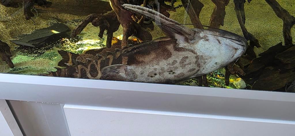 Megalodoras irwini catfish