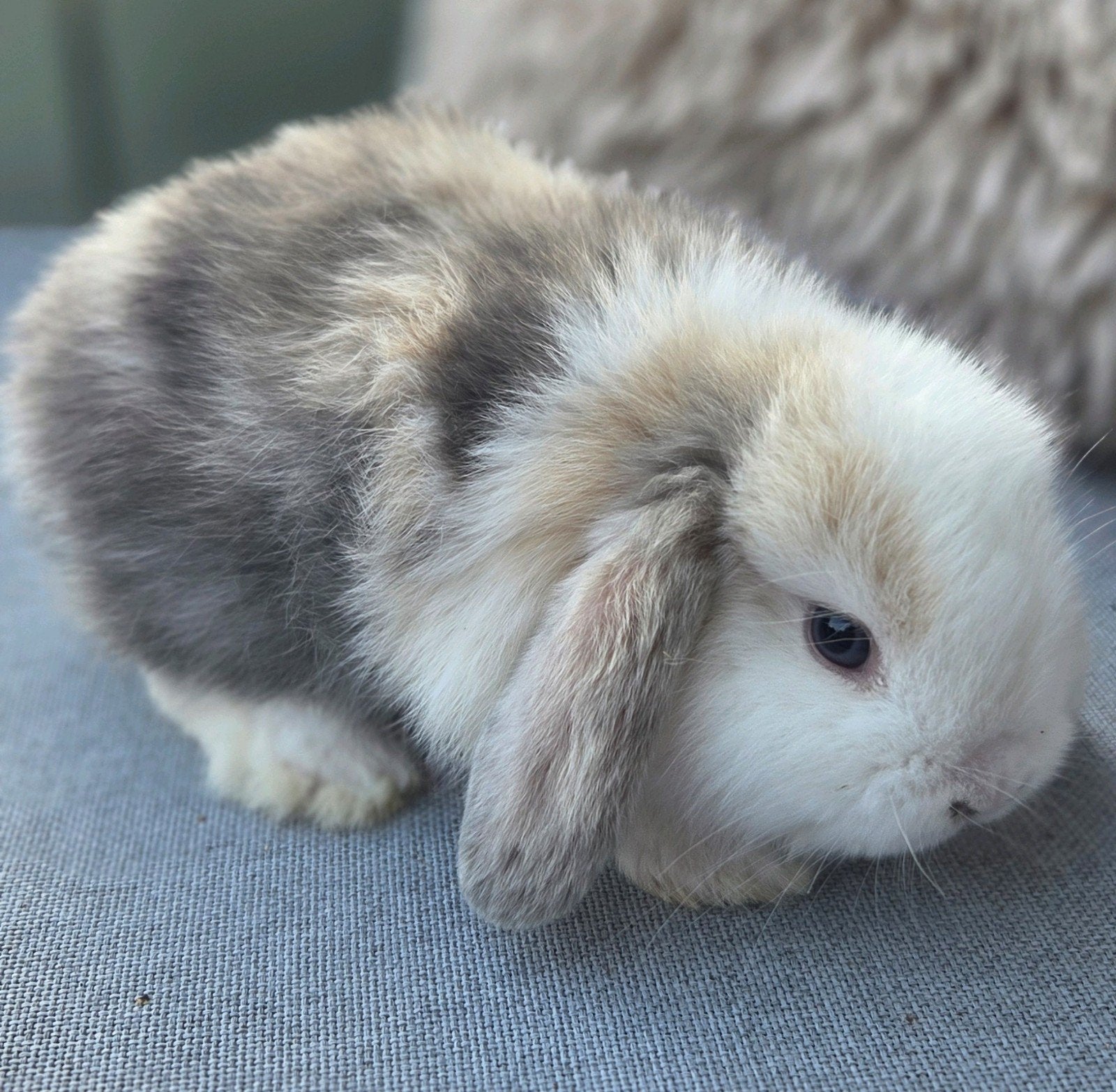 Super knappe nhd x minilop rammetje, Dieren en Toebehoren, Konijnen