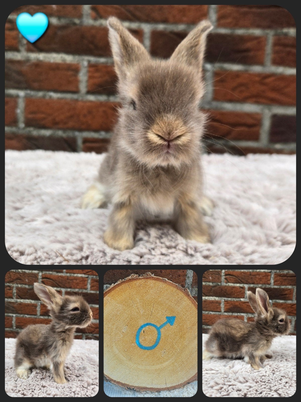 Engelse Angora, Meerdere dieren, Dwerg