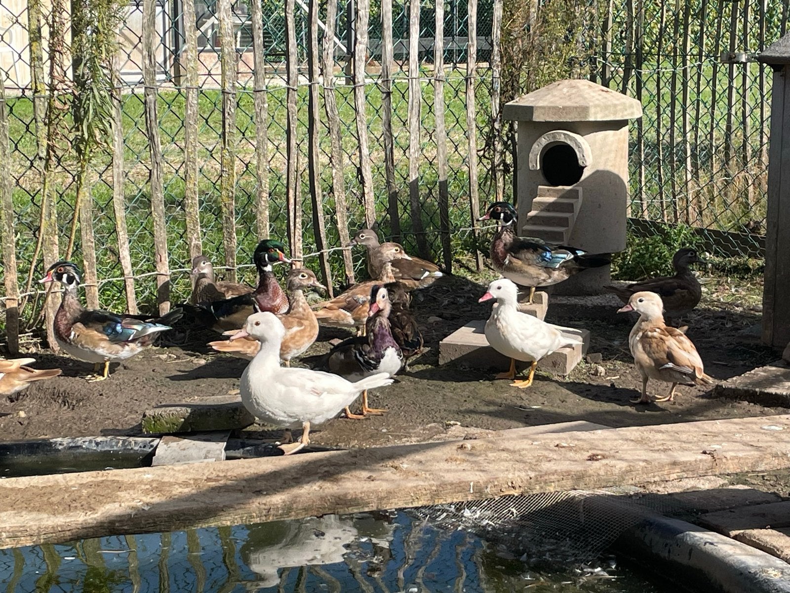 Carolina en mandarijn eenden, Meerdere dieren