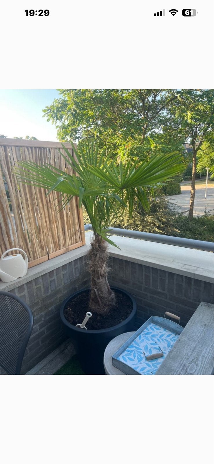 Trachycarpus Fortunei (Hennep Palm) - Winterhard, Overige soorten, Volle zon, Vaste plant, Ophalen of Verzenden